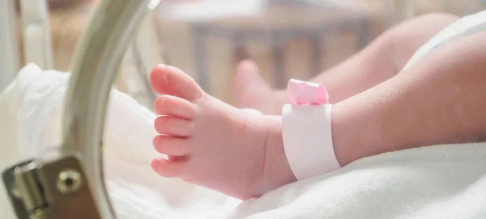 UTI neonatal da UFMG afasta recém-nascidos após foco de piolho de pombo - Imagem do artigo original