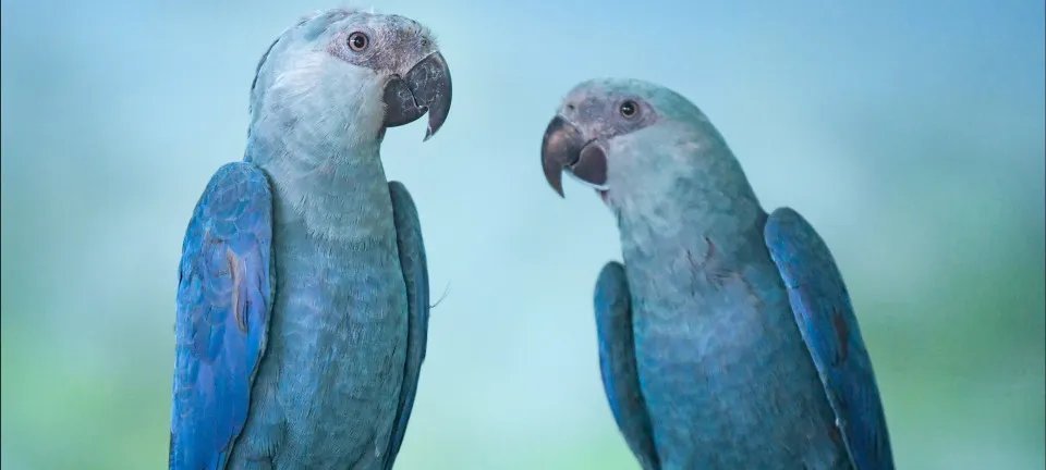 Ararinha-azul: 11 aves testam positivo para circovírus e governo reforça biossegurança - Imagem do artigo original