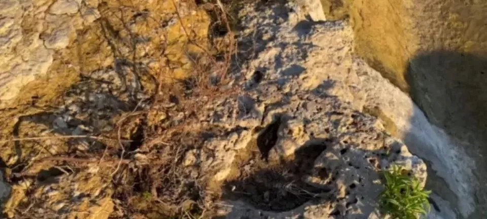 Pegadas gigantes de dinossauro reveladas em Roraima podem rivalizar recorde mundial - Imagem do artigo original