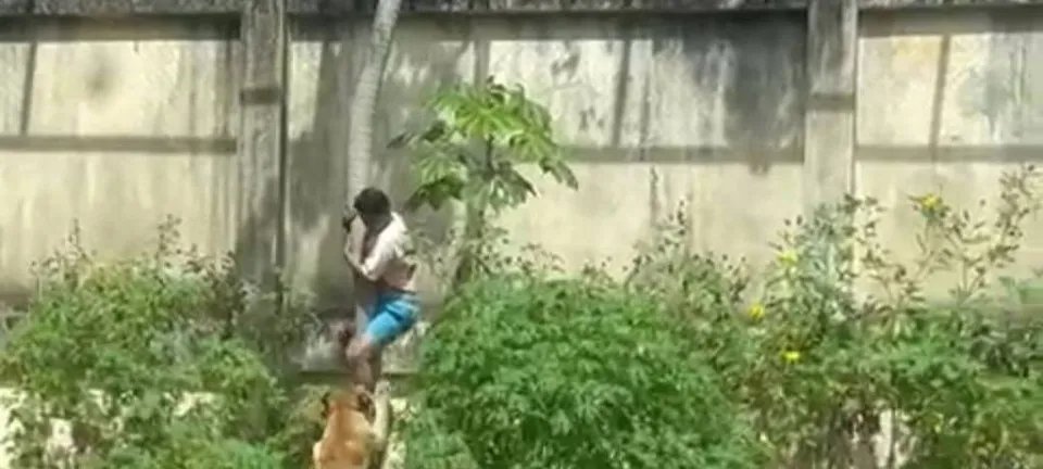 Leoa ataca e mata invasor em zoológico de João Pessoa; parque suspende visitas - Imagem do artigo original