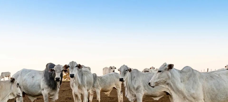 Pará adia rastreio obrigatório de gado para 2030 e gera críticas ambientais - Imagem do artigo original
