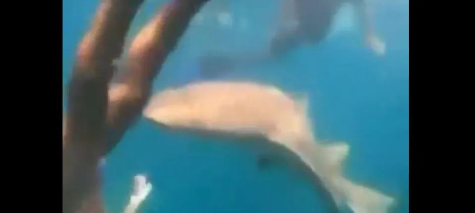 Surfista é mordida por tubarão-lixa em Noronha e sai da água com ferimentos leves - Imagem do artigo original