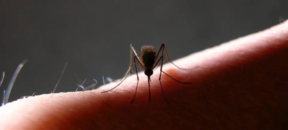 Estudo revela mosquitos da Mata Atlântica com preferência por sangue humano - Imagem do artigo original