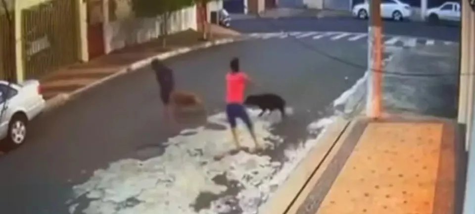 Ataque de cães em SP leva menino de 8 anos à cirurgia de reconstrução do couro cabeludo - Imagem do artigo original