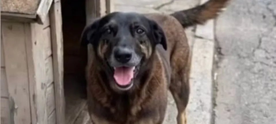 Justiça manda redes sociais retirar posts que expõem suspeitos de matar cão Orelha - Imagem do artigo original