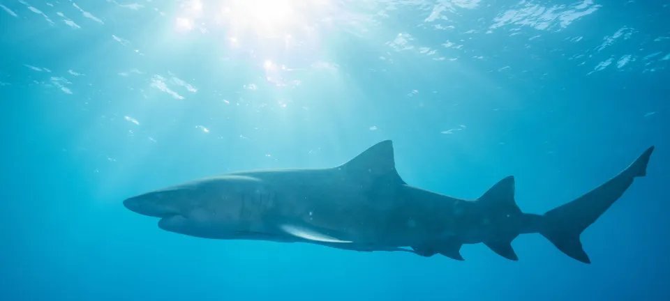 Cemit confirma tubarão-cabeça-chata de 3 m em ataque que matou adolescente em Olinda - Imagem do artigo original