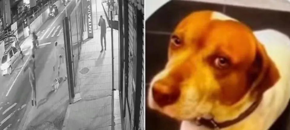 Morte de cão comunitário em São Paulo expõe nova onda de violência contra animais - Imagem do artigo original